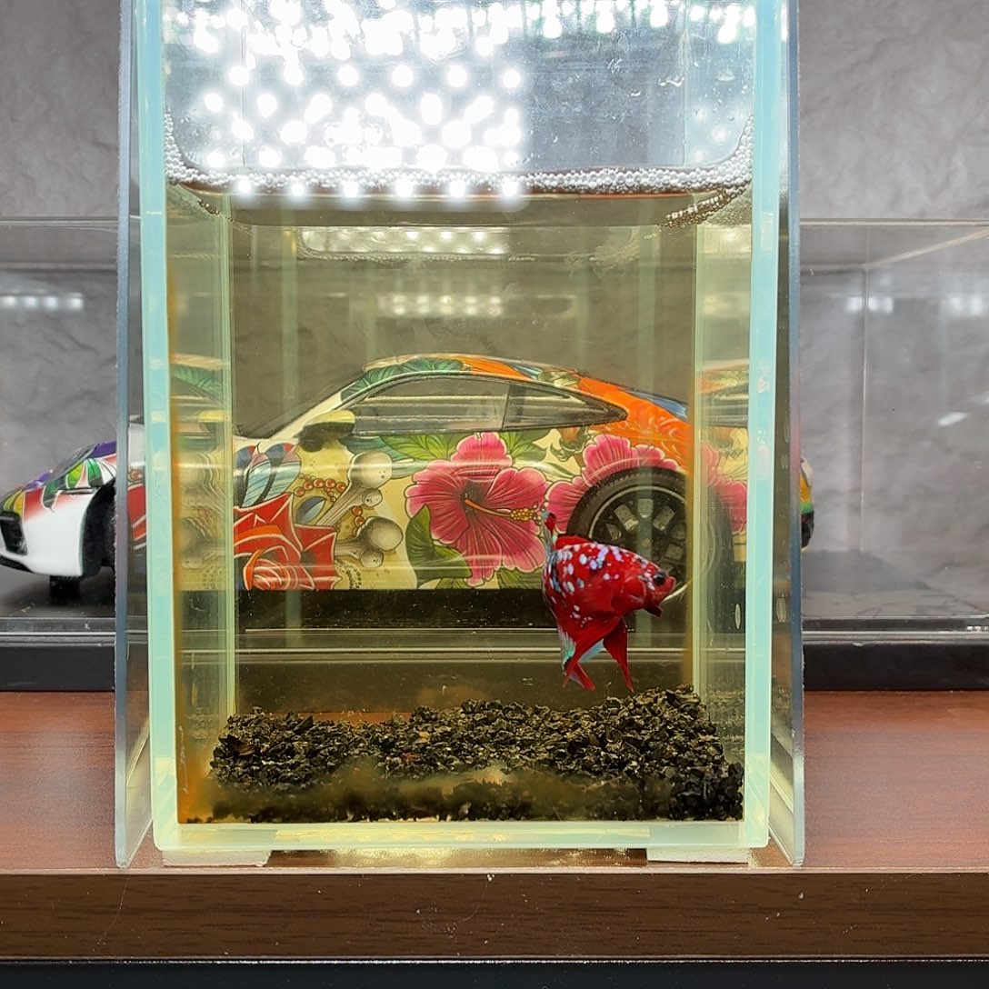 斗鱼彩金将军公鱼