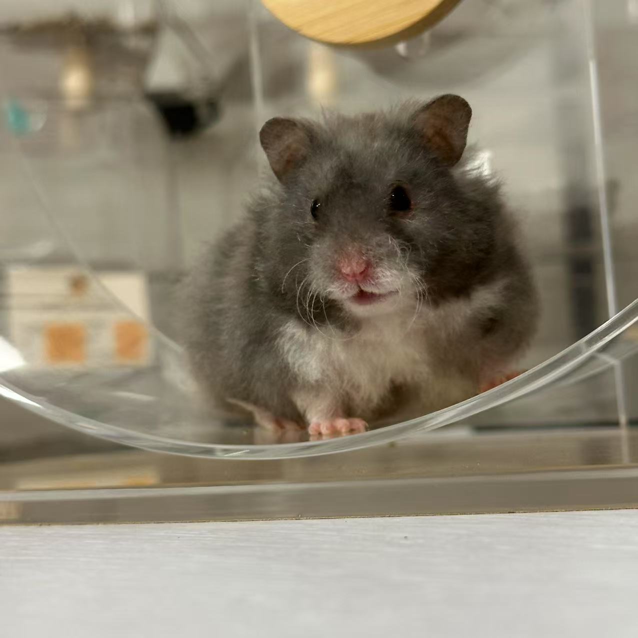 【直接可拍/房号22】‘蓝玳瑁’卷毛母金丝熊仓鼠5月12号生日包活发货