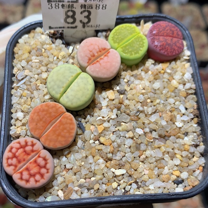 Sss精品花生花83