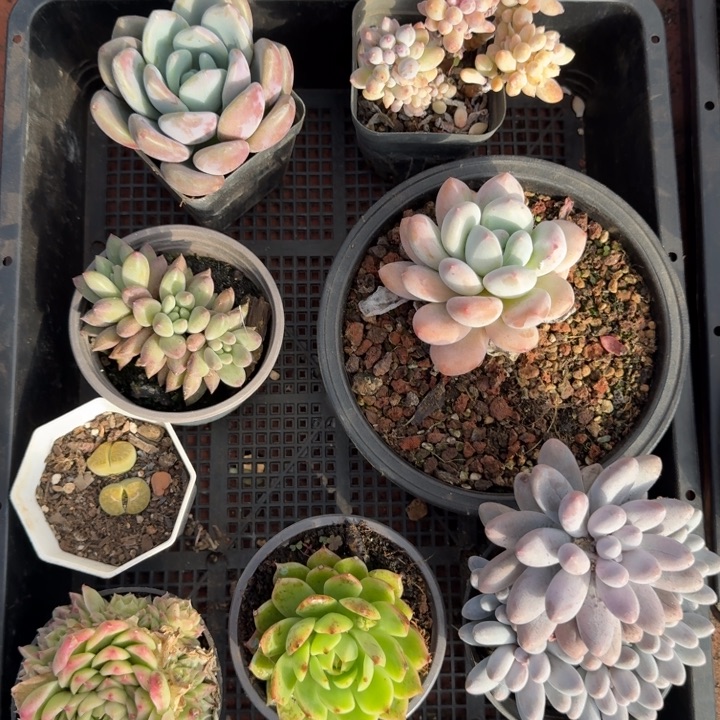 多肉植物空拍小精品237号