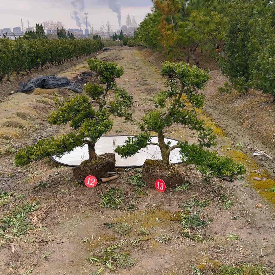 罗汉松盆景艺术随****4