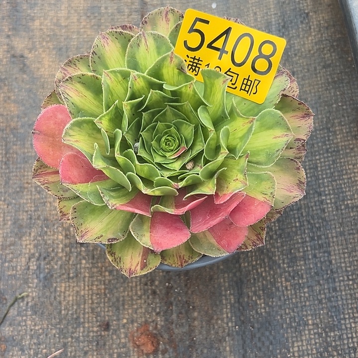 408 精品多肉法师锦