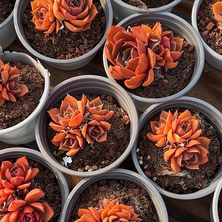 小          红灯群   