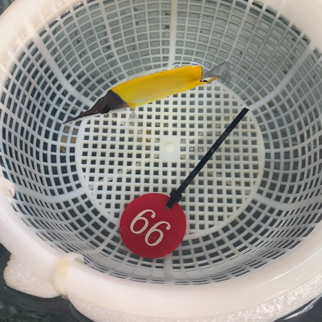 海水鱼黄火箭66号