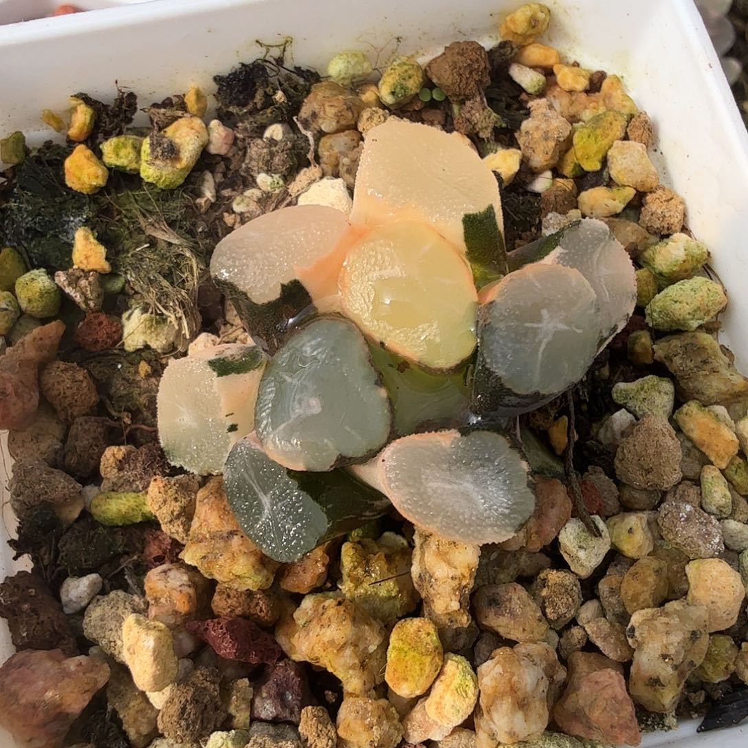 万象锦，多肉植物。