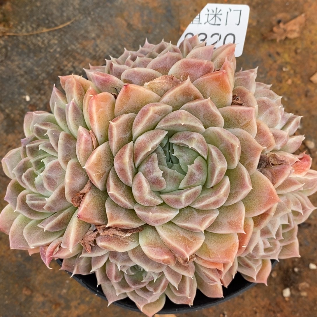 杂交精品多肉8320~12厘米