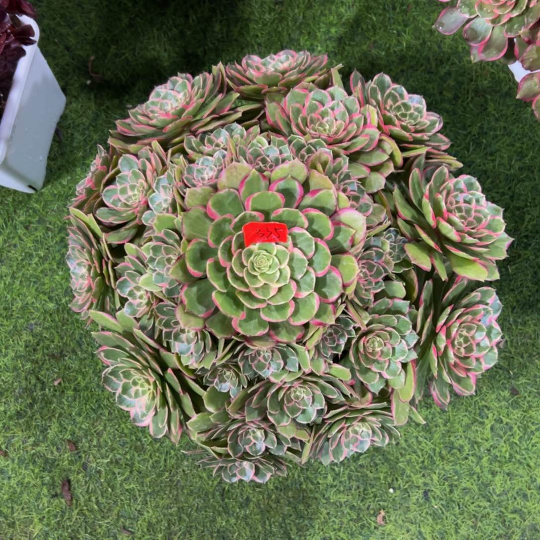 335炖肉植物发货粉花妖