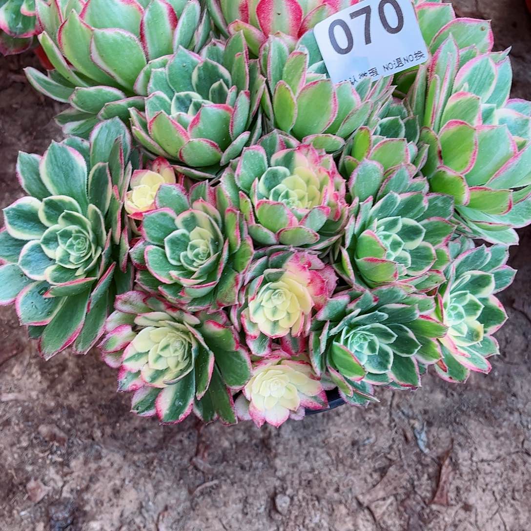 无花朵多肉植物070