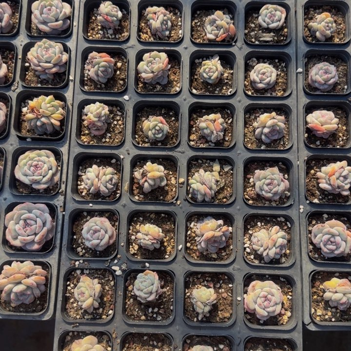 32颗圆叶小星影福利