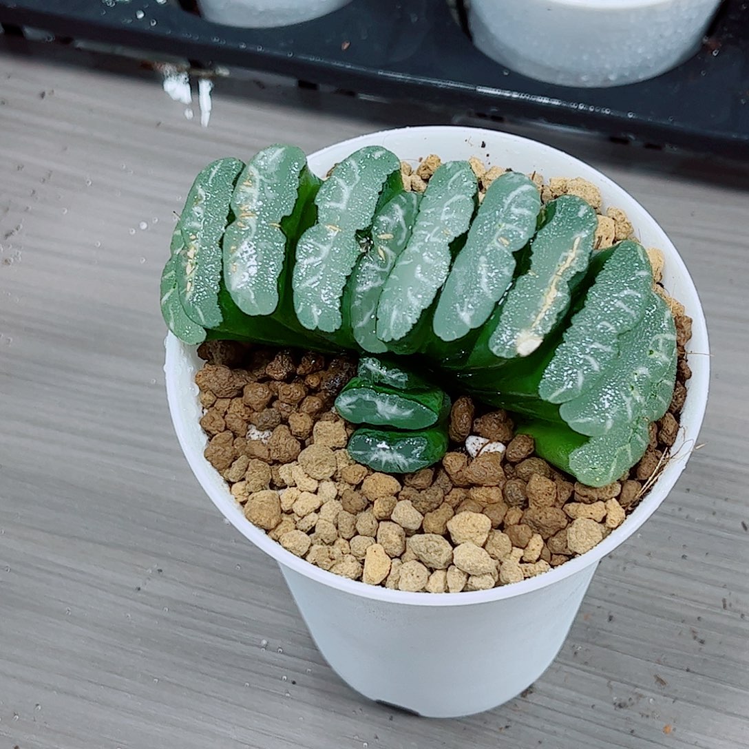 扇子玉露一勿一拍