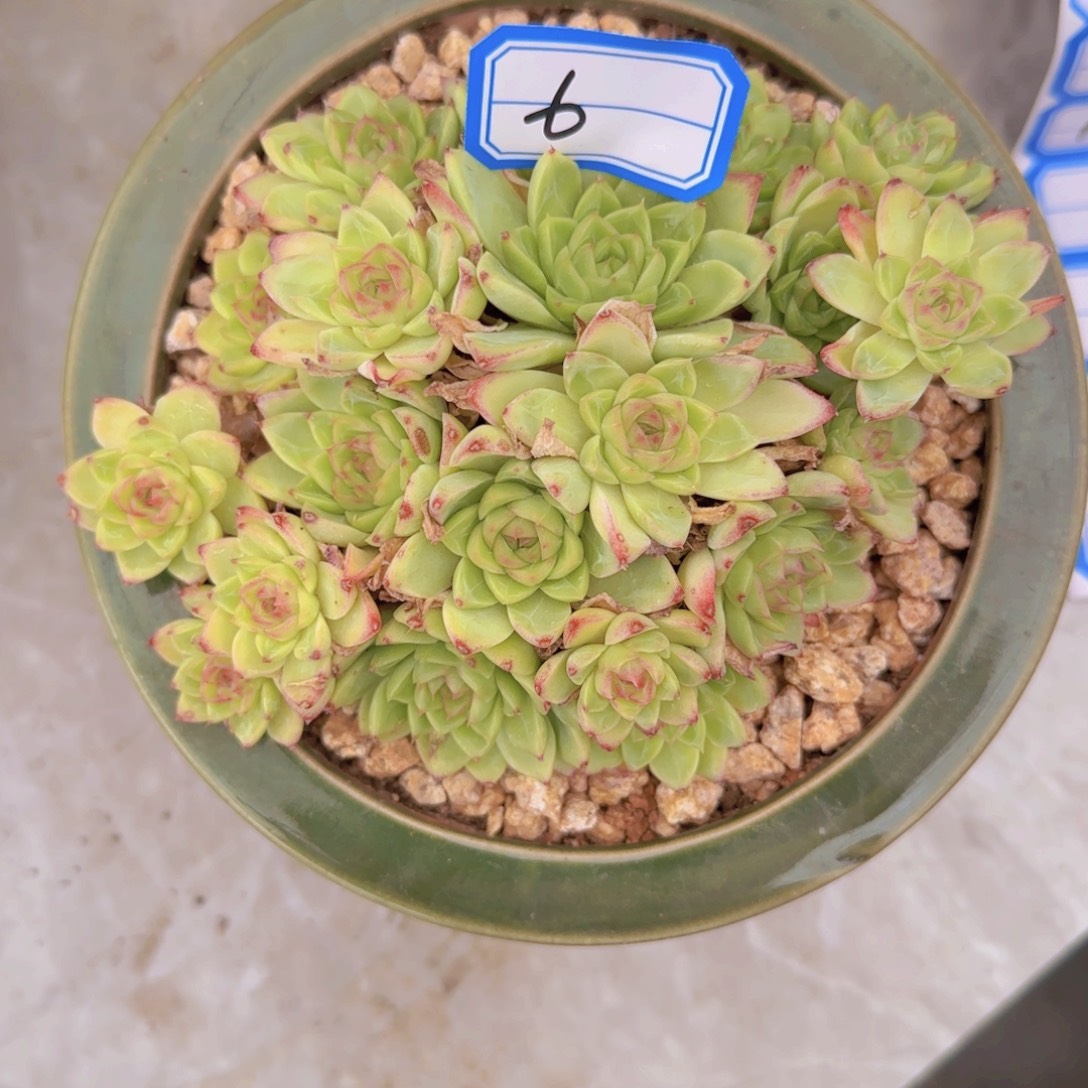 小***优6多肉植物的生长环境