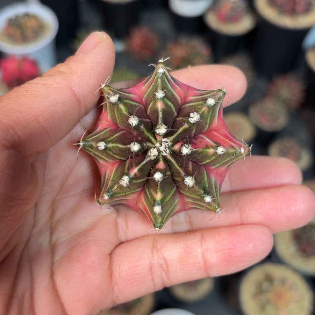 泰系实生米哈仙人球18