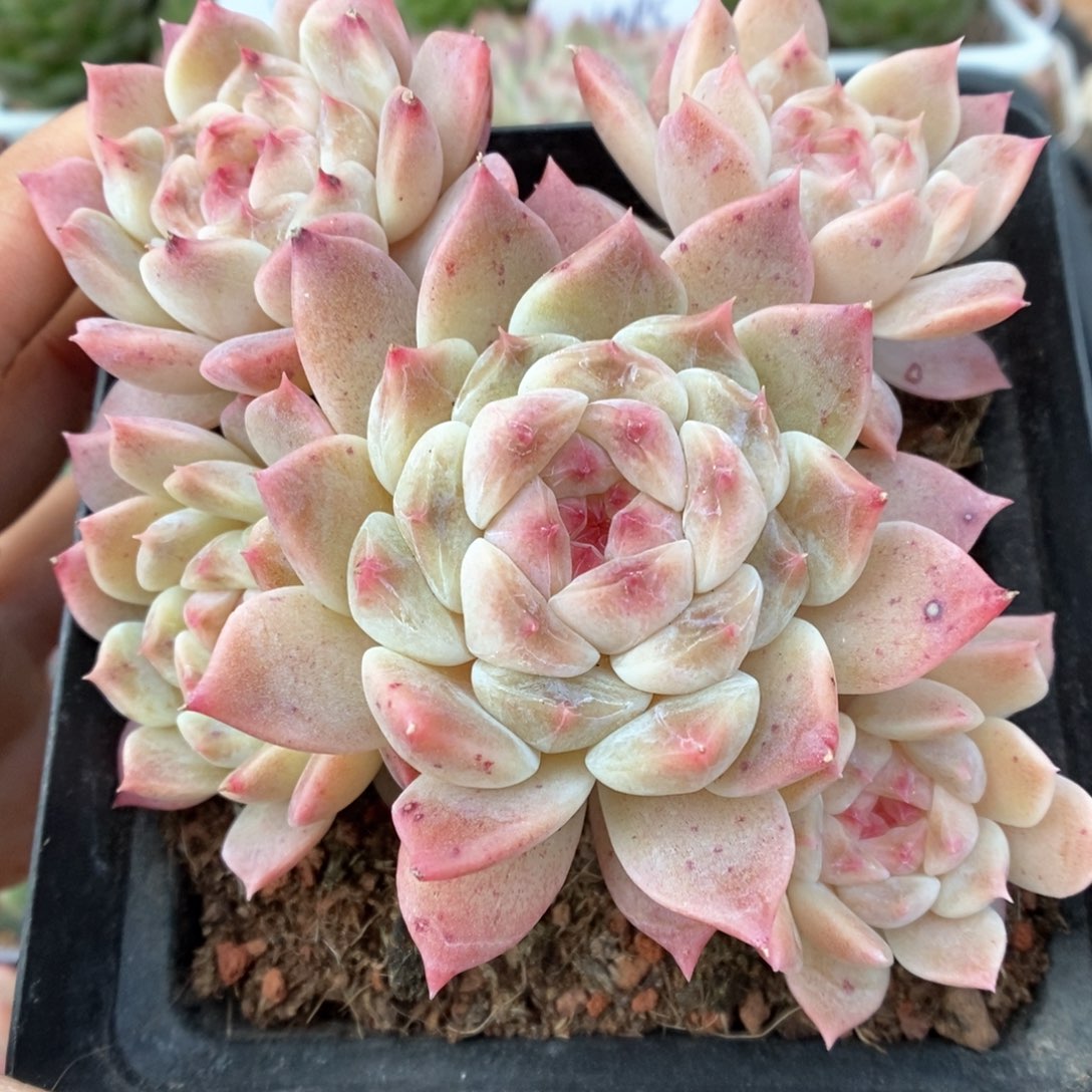 糖心冰魄群生可拍905号。   