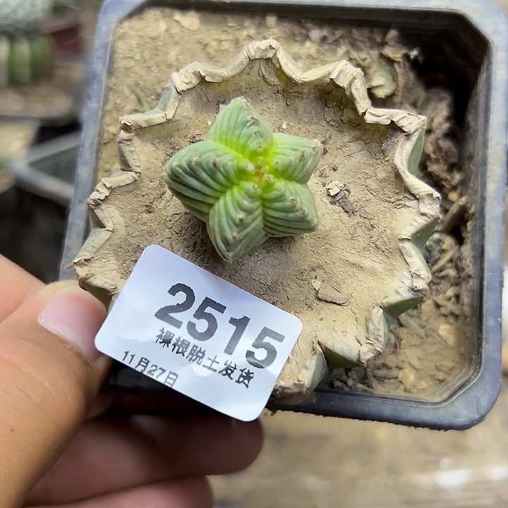 2515号草球嫁接五星花笼