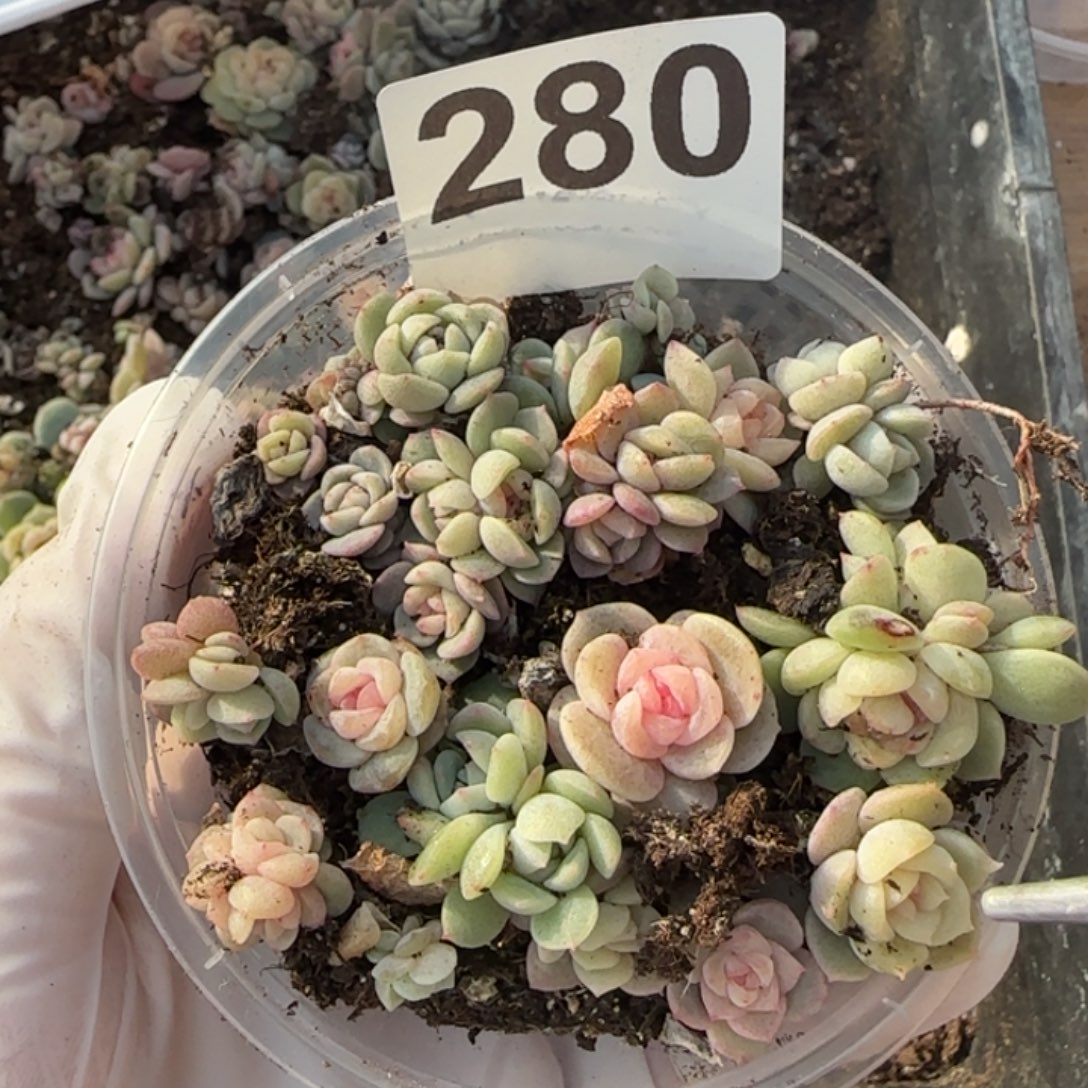 280 号王者系列珍妮一盒