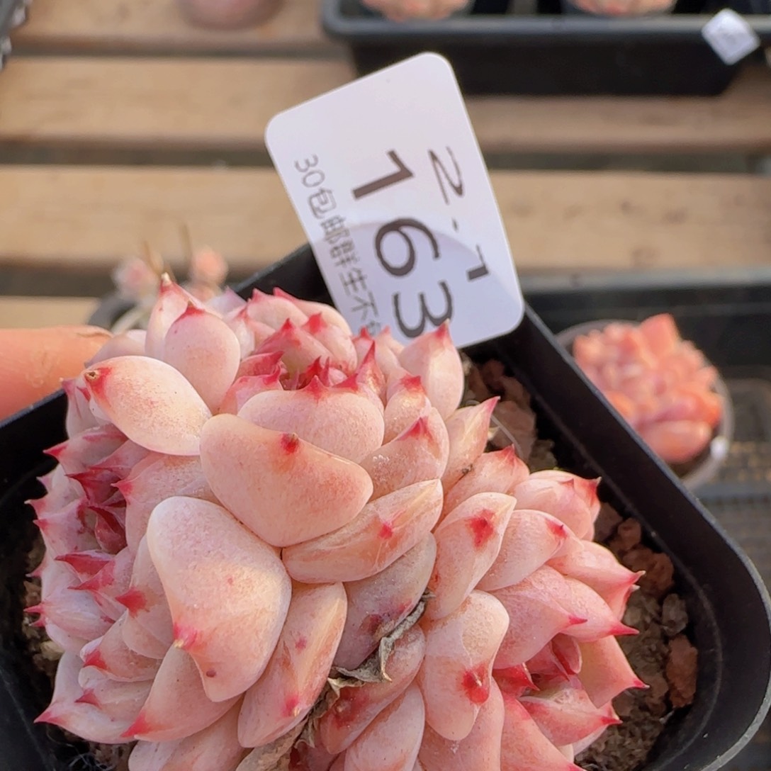 天鹅绒三头一颗脱土