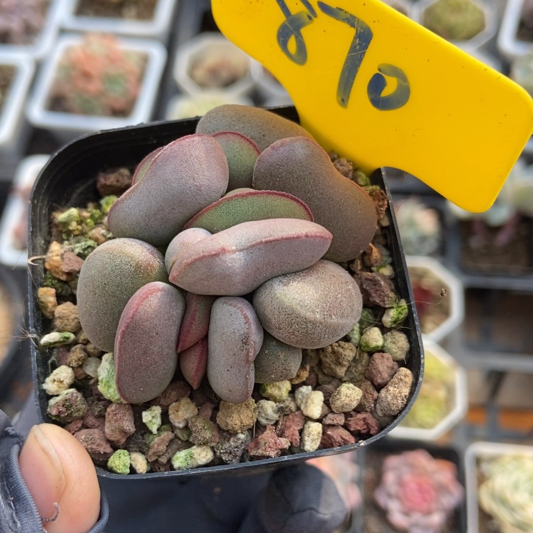 870红蛋多肉植物保护