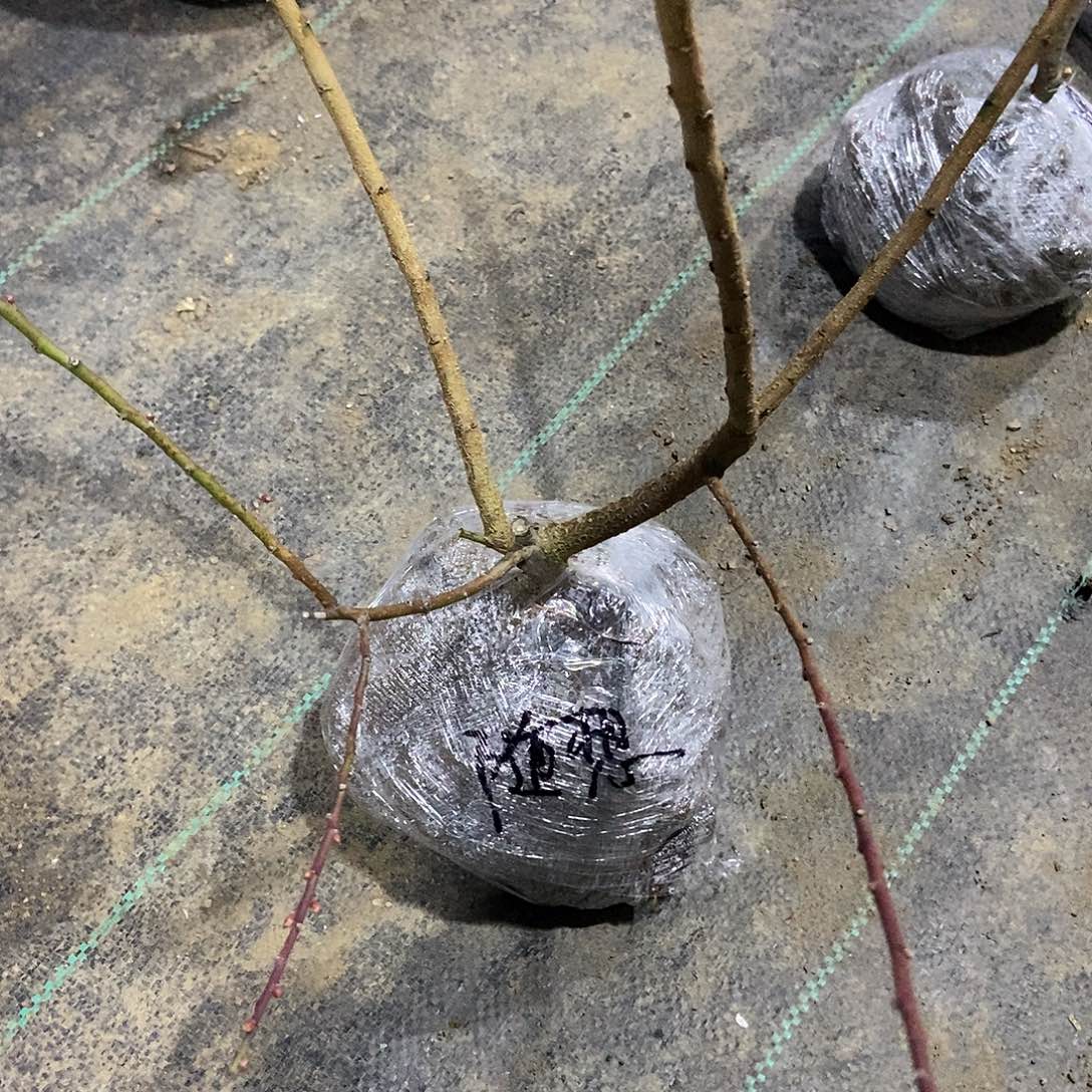 无花朵原生随想一颗寄养