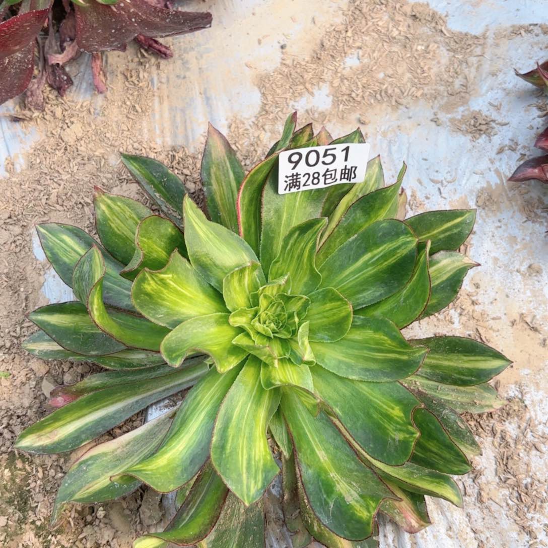 W. 9051魅影七彩多肉