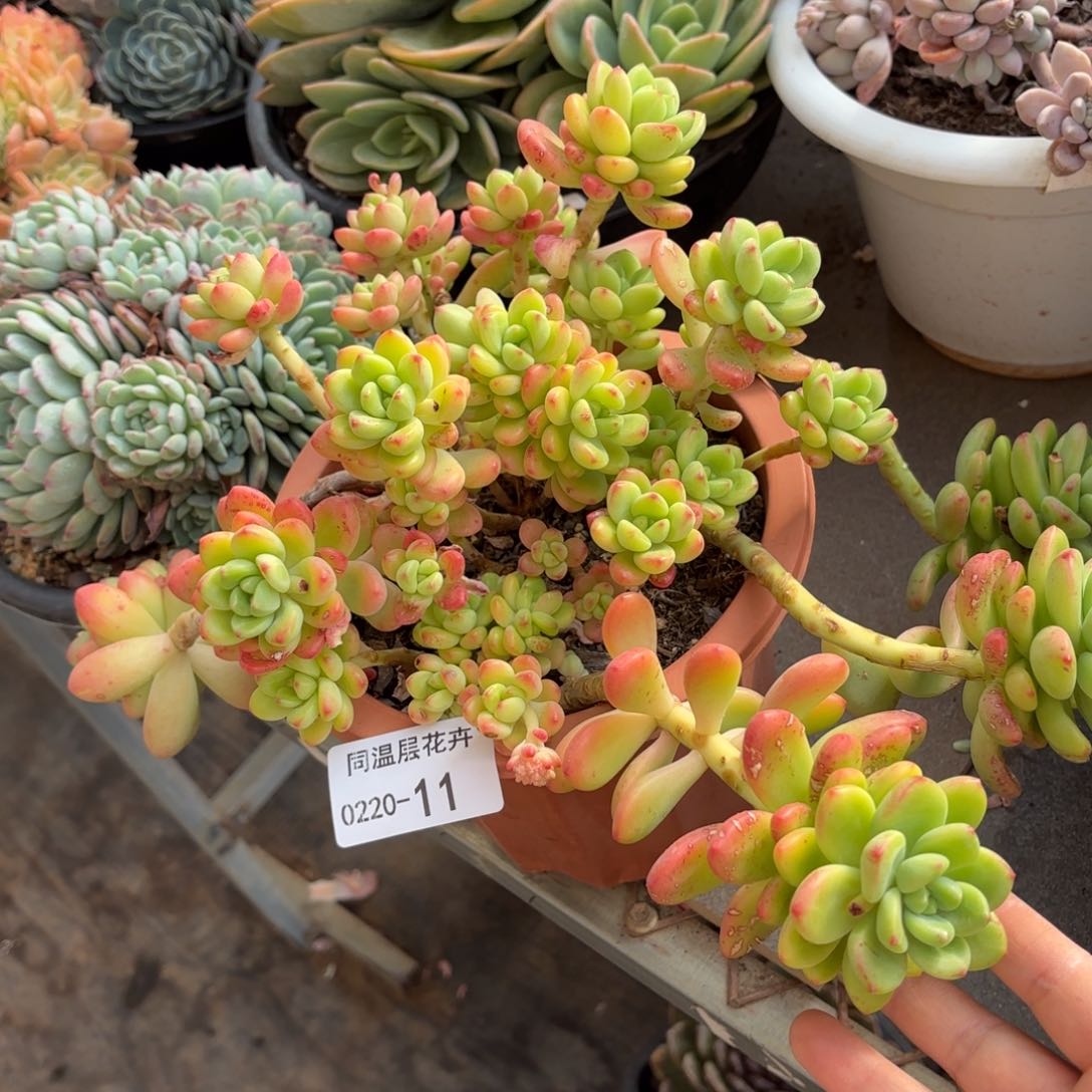 同温层多肉香格里拉11