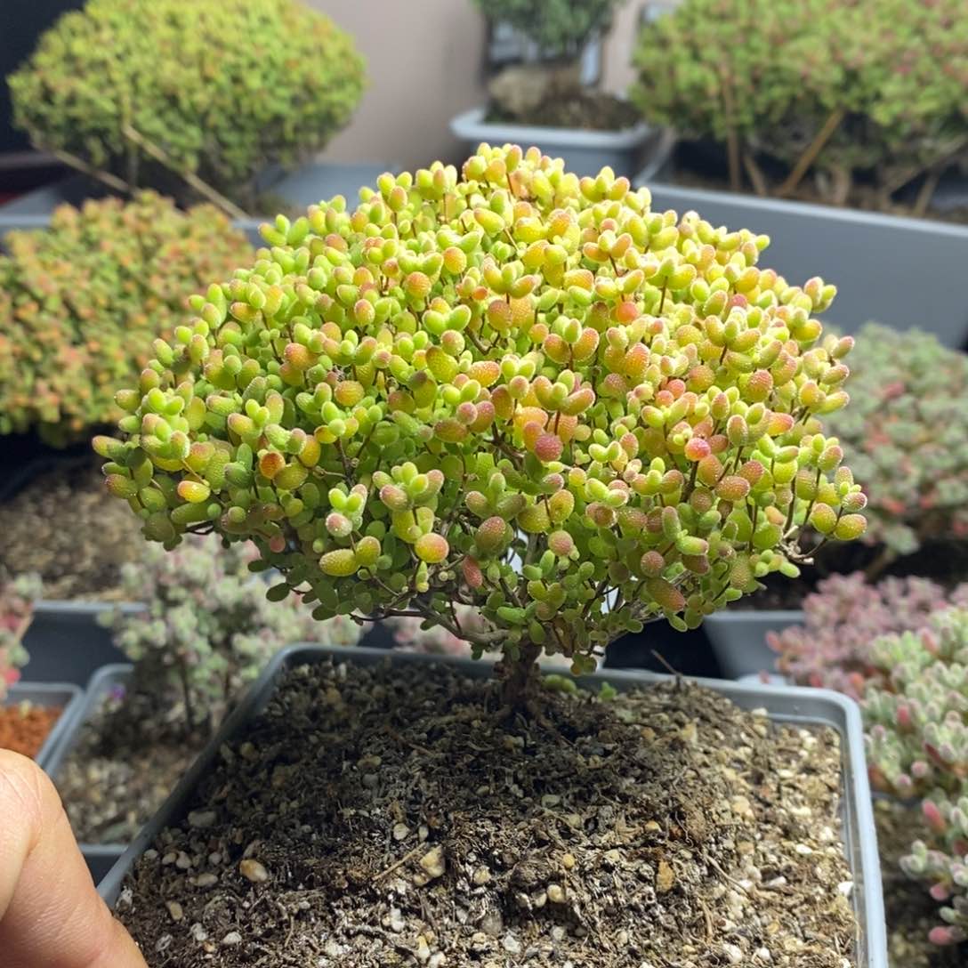 Y****m1106蜜橘糖球枝干