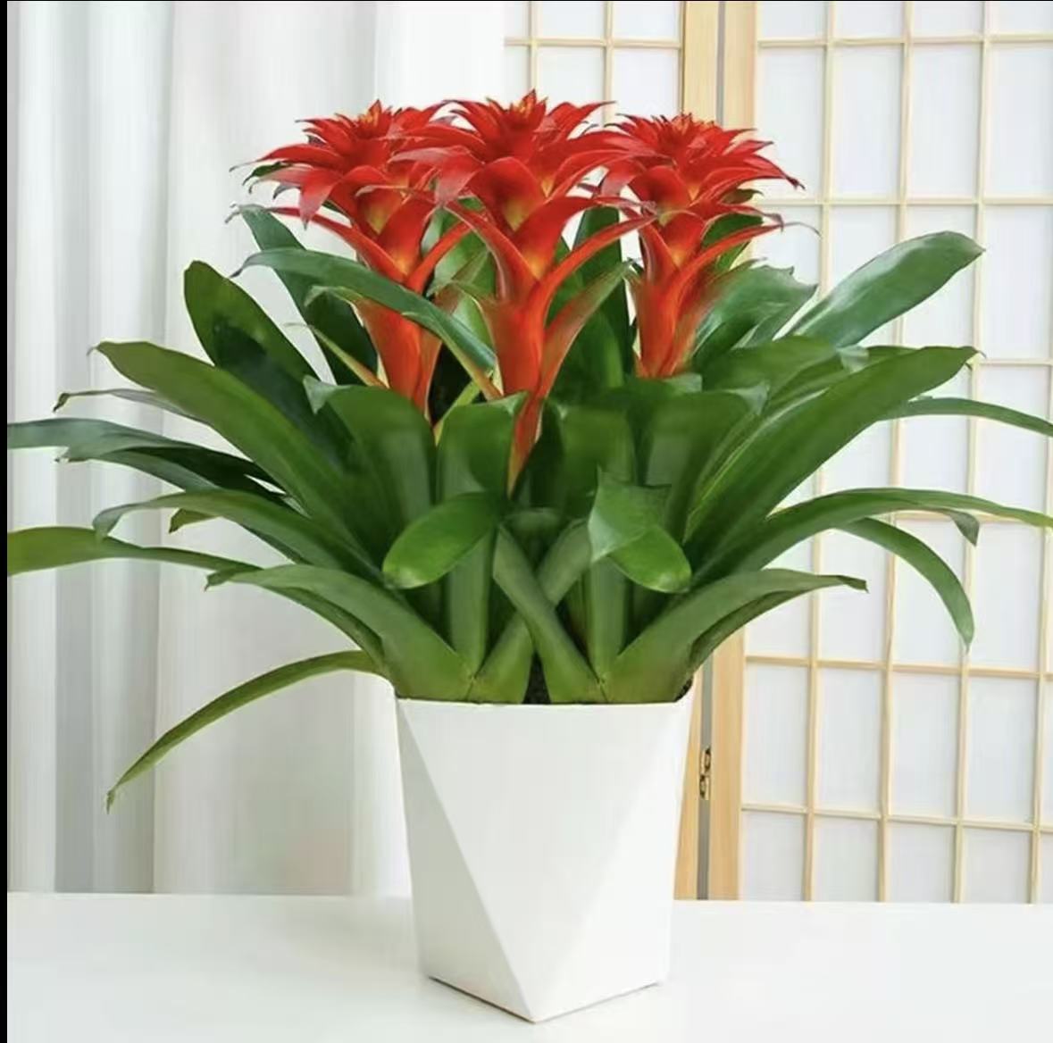 三颗室内客厅好养鸿运当头凤梨绿植四季开花鲜活盆栽