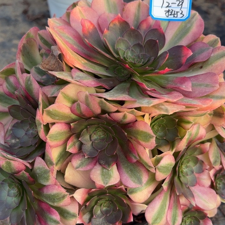 雨荷多肉法师不包损53