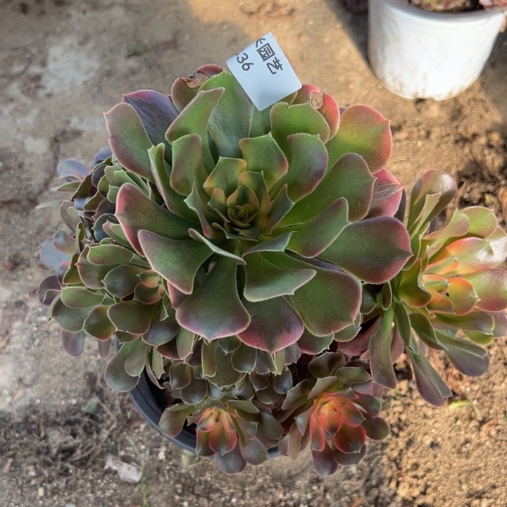 香妃多肉植物336手捧