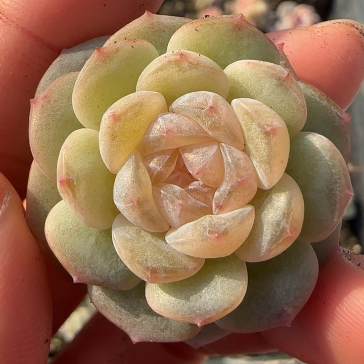 12 号王者系列多肉一颗