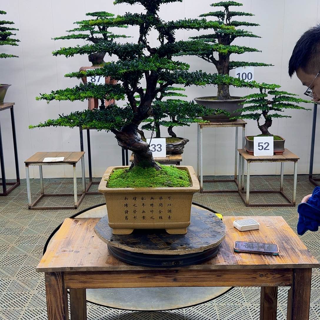 无花朵珍珠罗汉松造型盆景