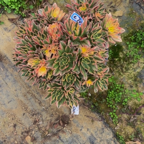 甜茶多肉植物一物一拍70多肉