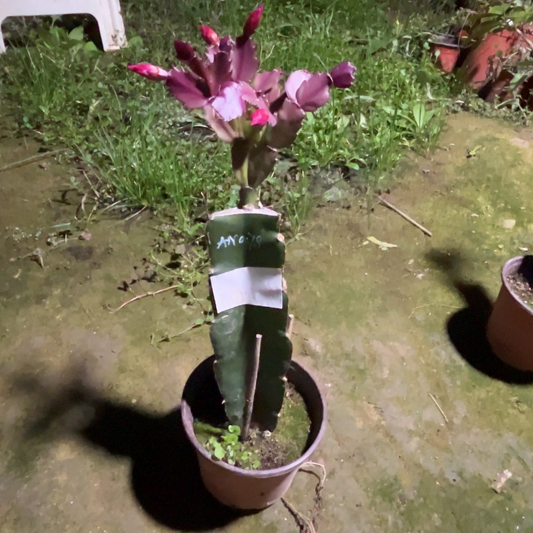 完全开放AN078……….