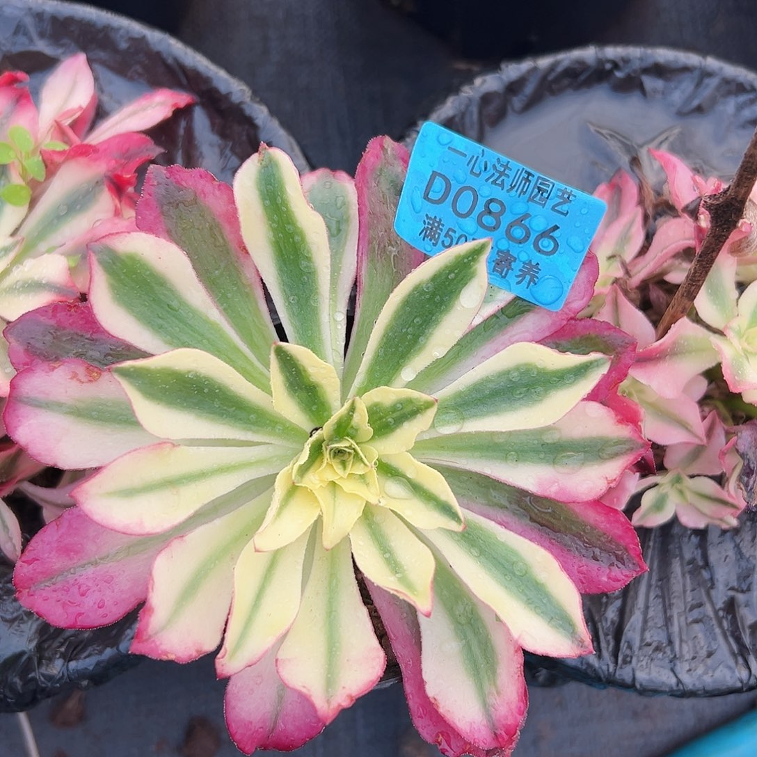 樱桃866多肉植物多肉植物