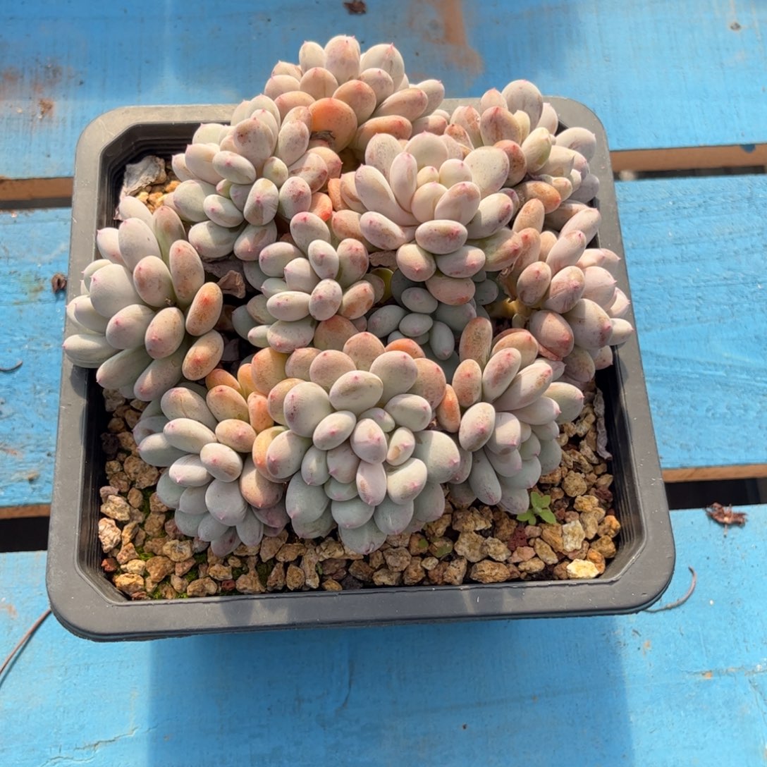 安****多肉植物群生星星雪