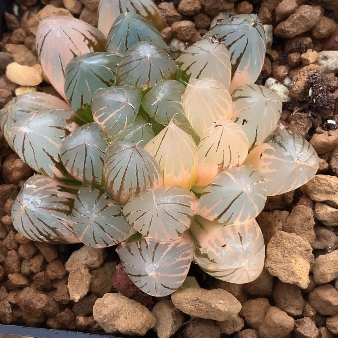 51号霓虹灯玉露锦一物一拍