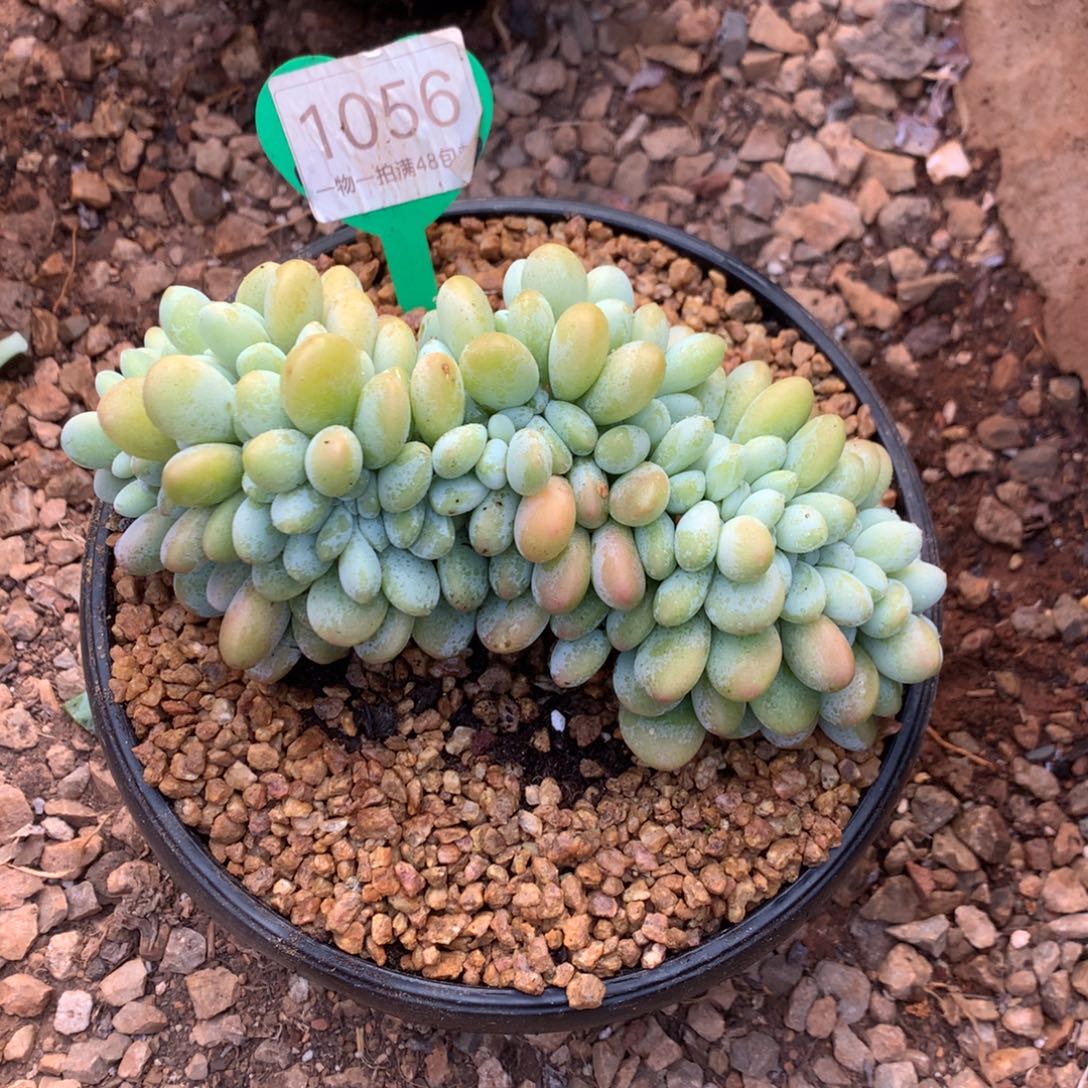 洛神缀化一物一拍