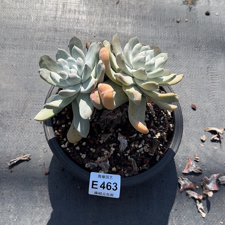 ～***～拇指多肉植物