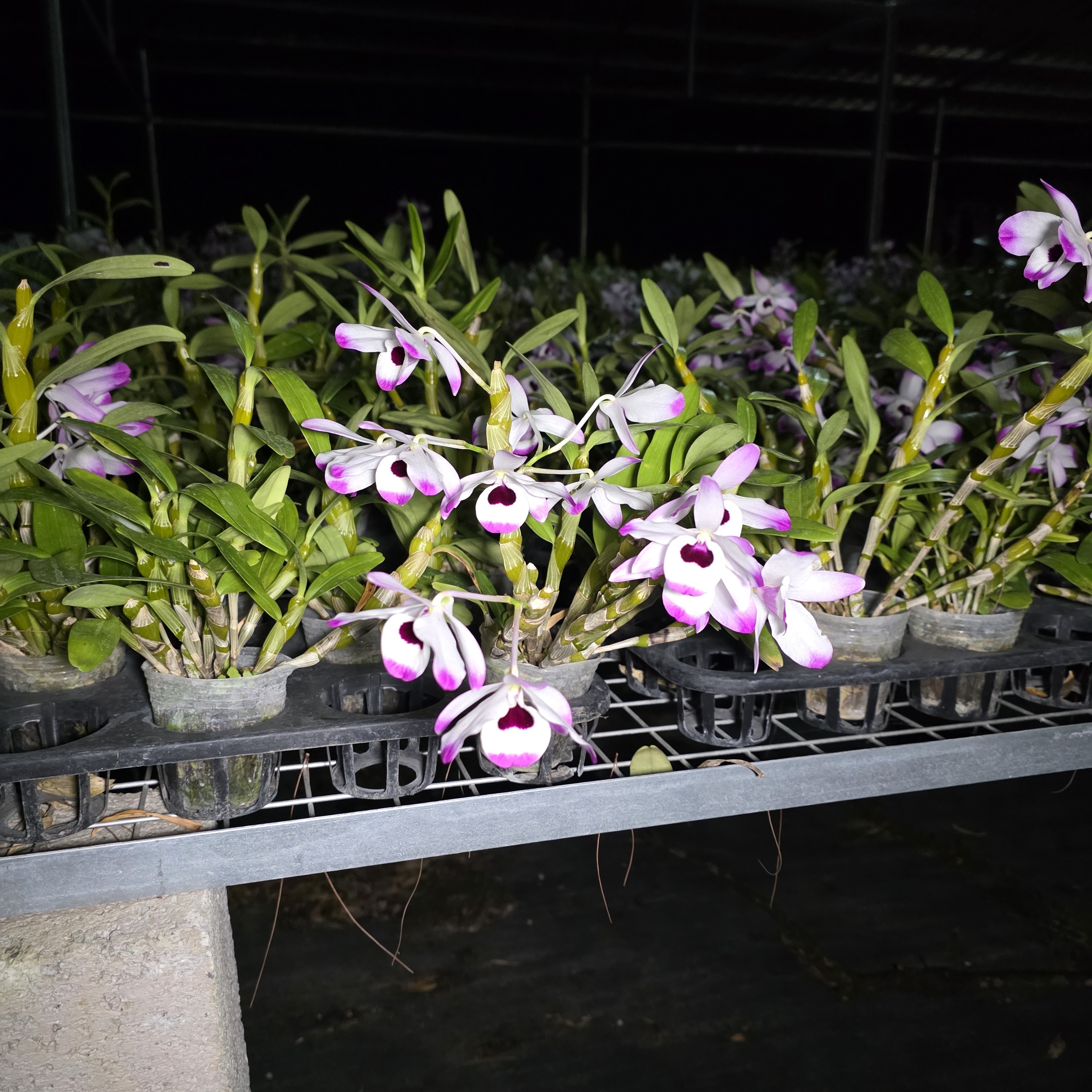 天等金钗石斛，丰成