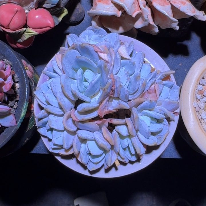 雪特 群生  一物一拍