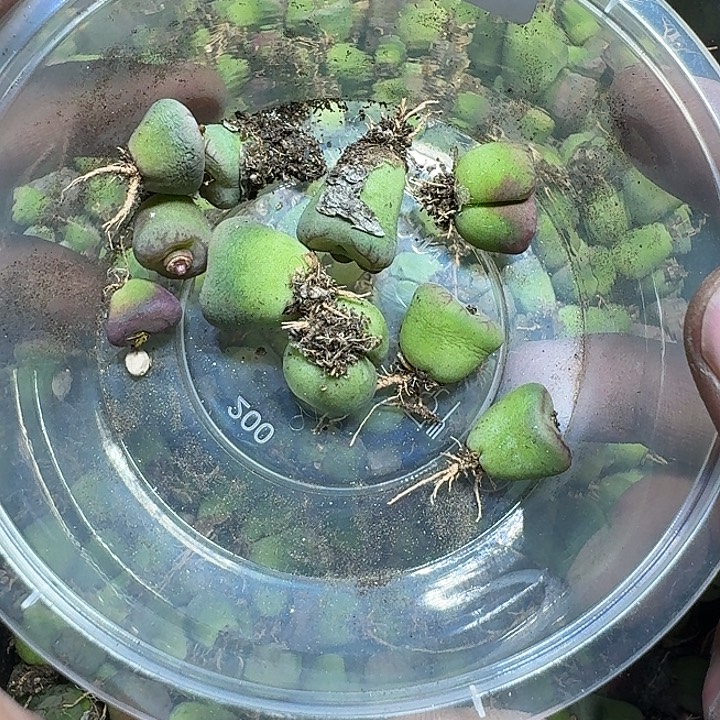 优****223 多肉植物多肉植物