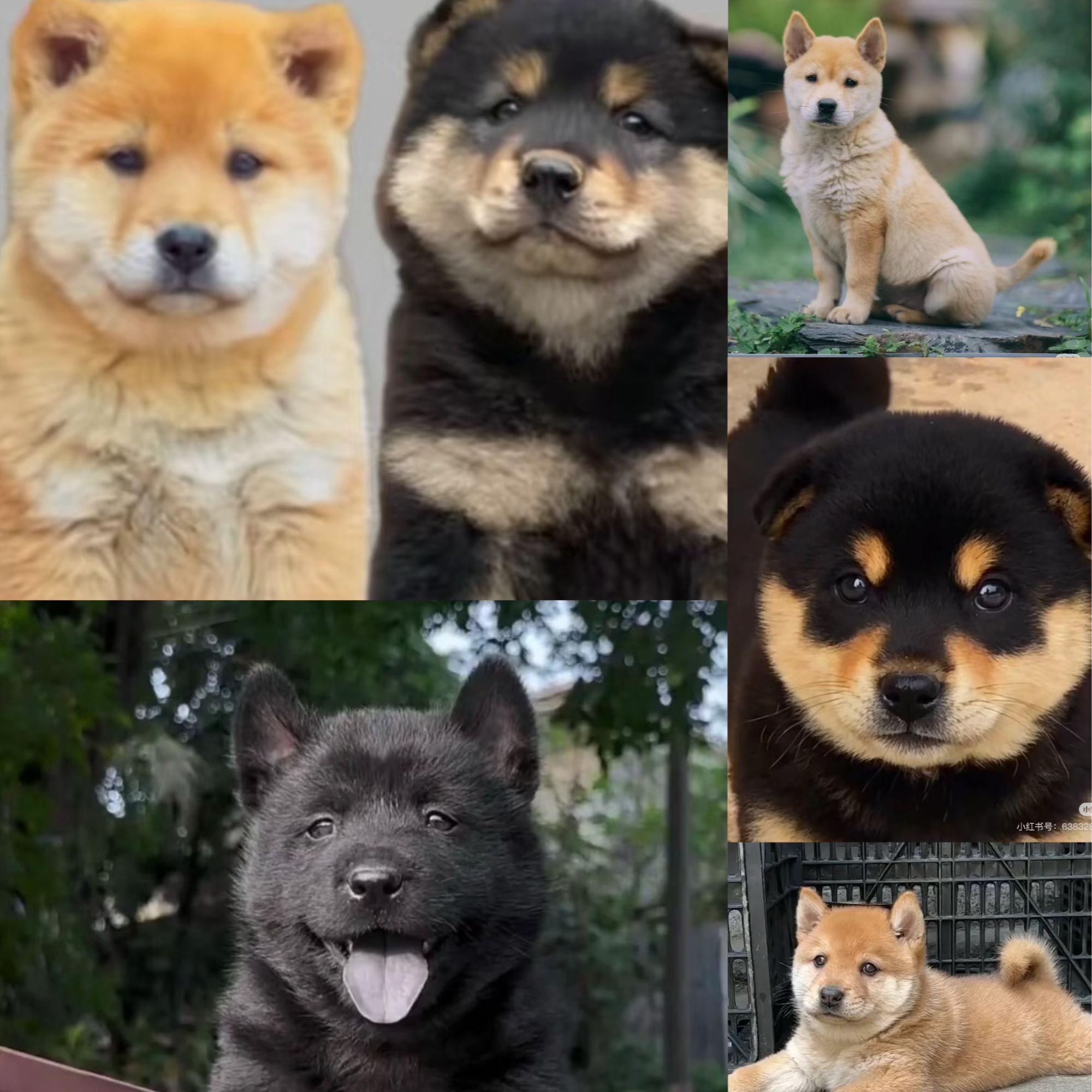 中华田园犬活体幼犬五黑五红虎斑土猎犬