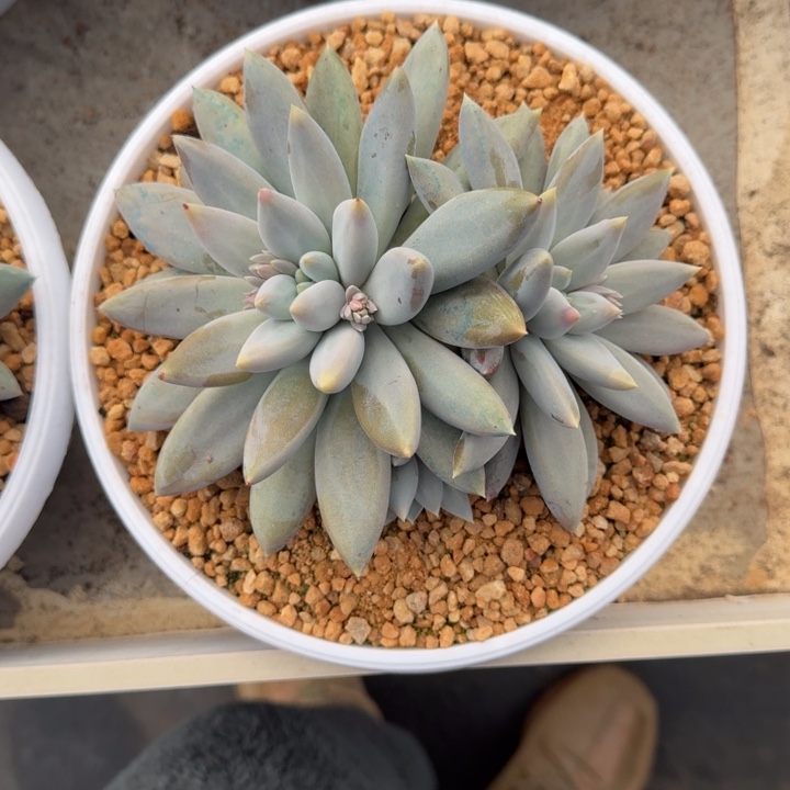 焦糖体 哥特 群生  一物一拍