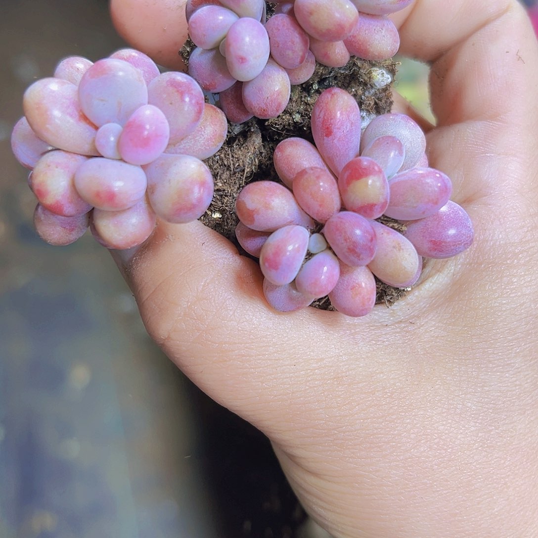 双头桃蛋5个19包邮