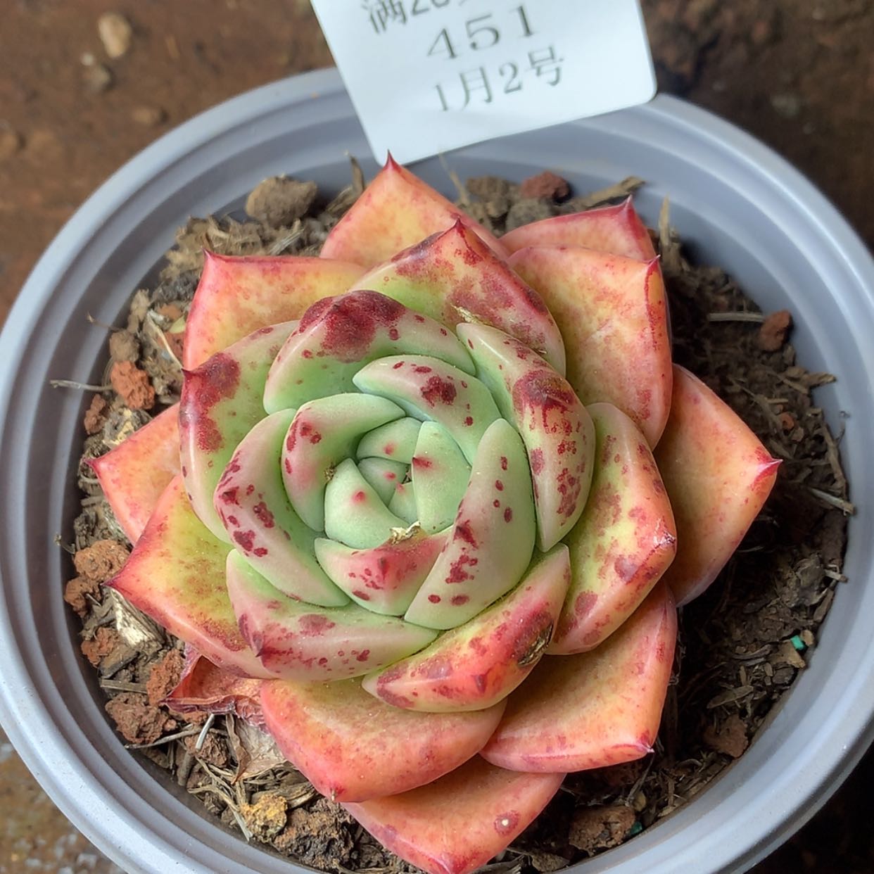 【闪购商品】云451号