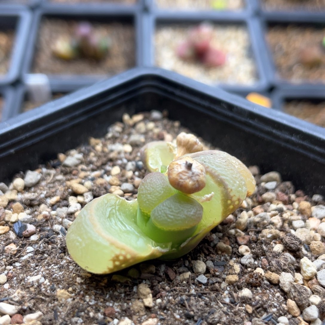 多肉双头优选c10杂交风铃一棵