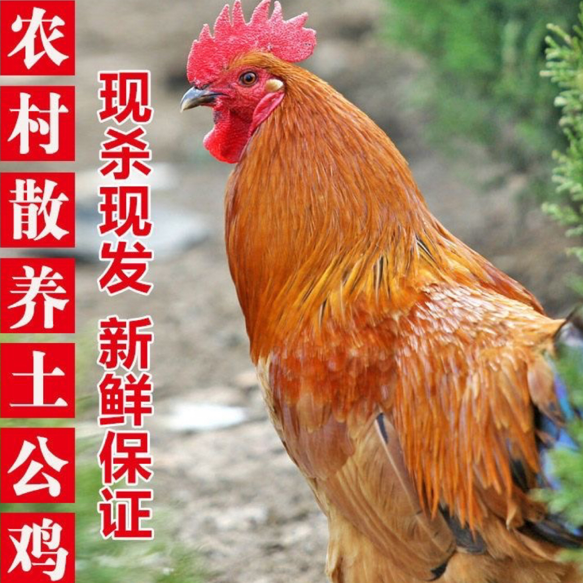 农家散养野山鸡大公鸡6年左右活鸡现杀（顺丰冷链）生态土鸡正宗