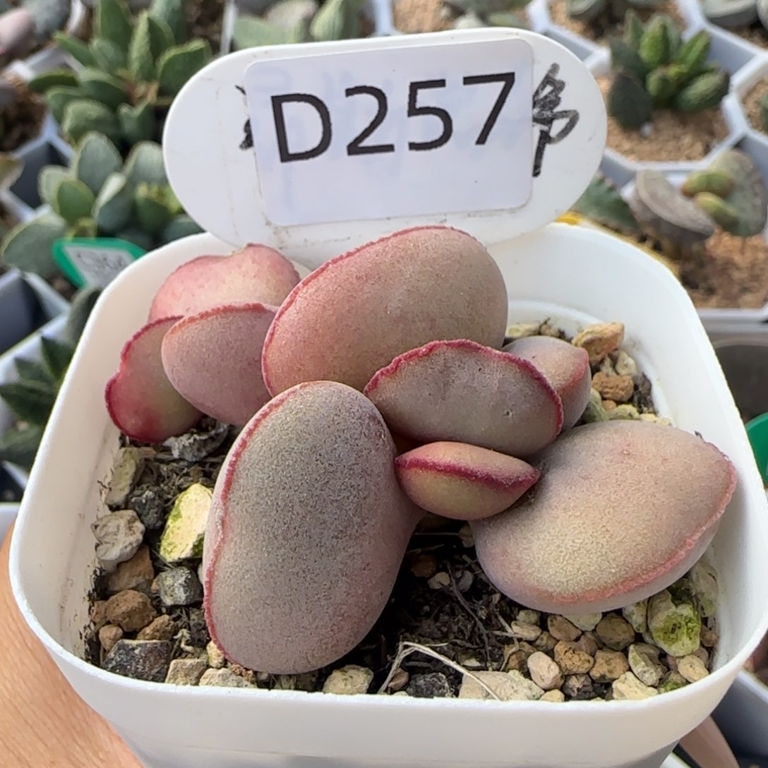 红蛋。      257。    