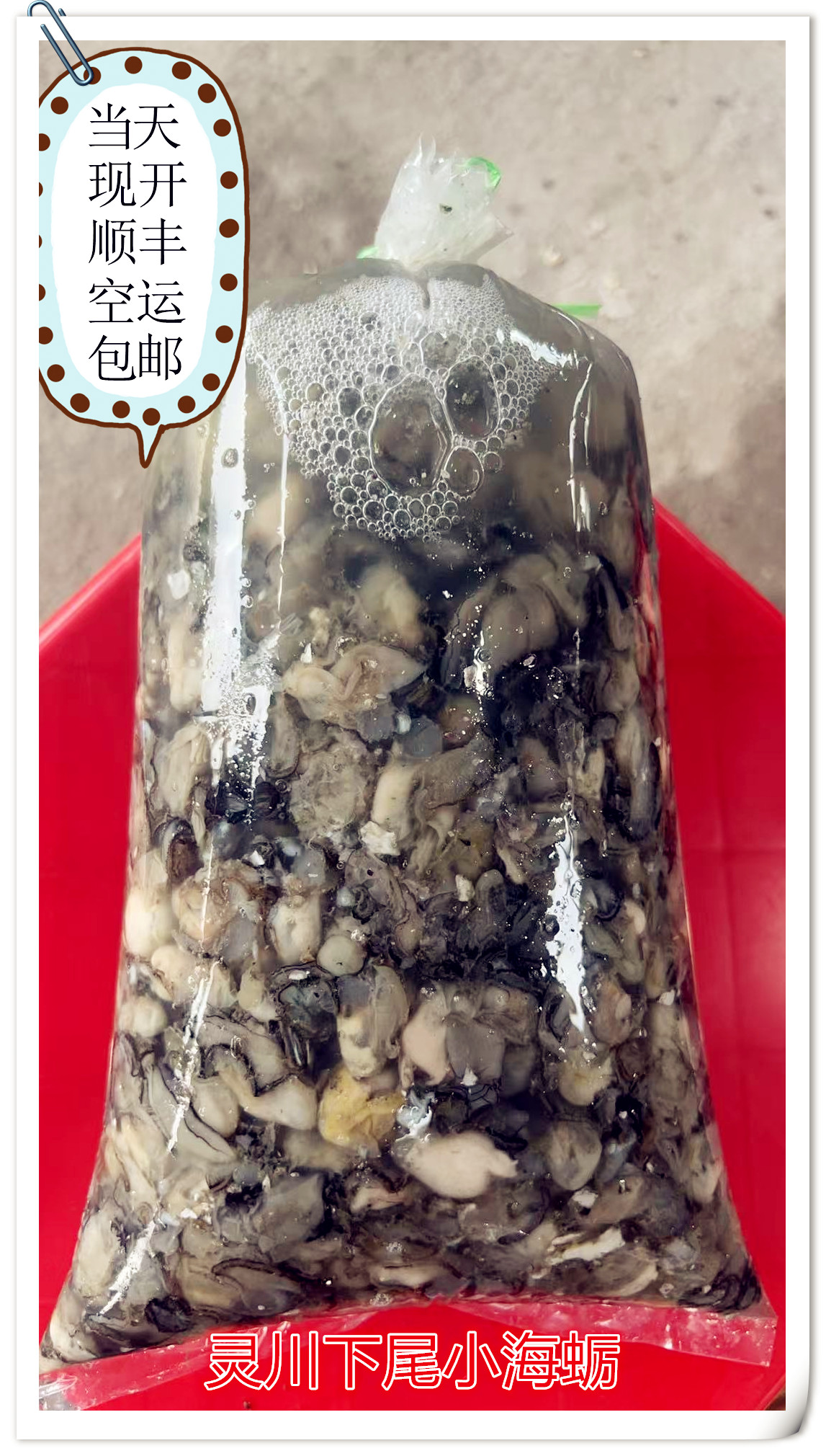 福建莆田灵川下尾不泡水小海蛎现开现发顺丰空运包邮