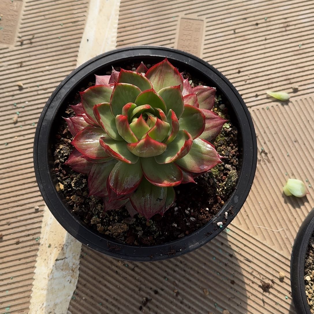 不过就是因为没办法好好