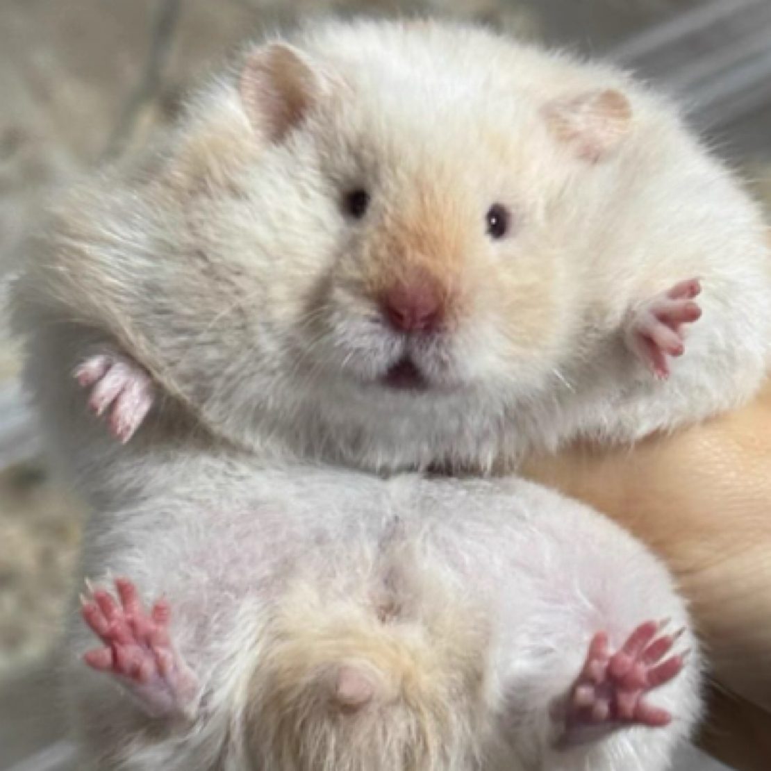 淘淘鼠 肉桂鸽灰宠物重点色金丝熊专拍家养仓鼠金丝熊活体包活